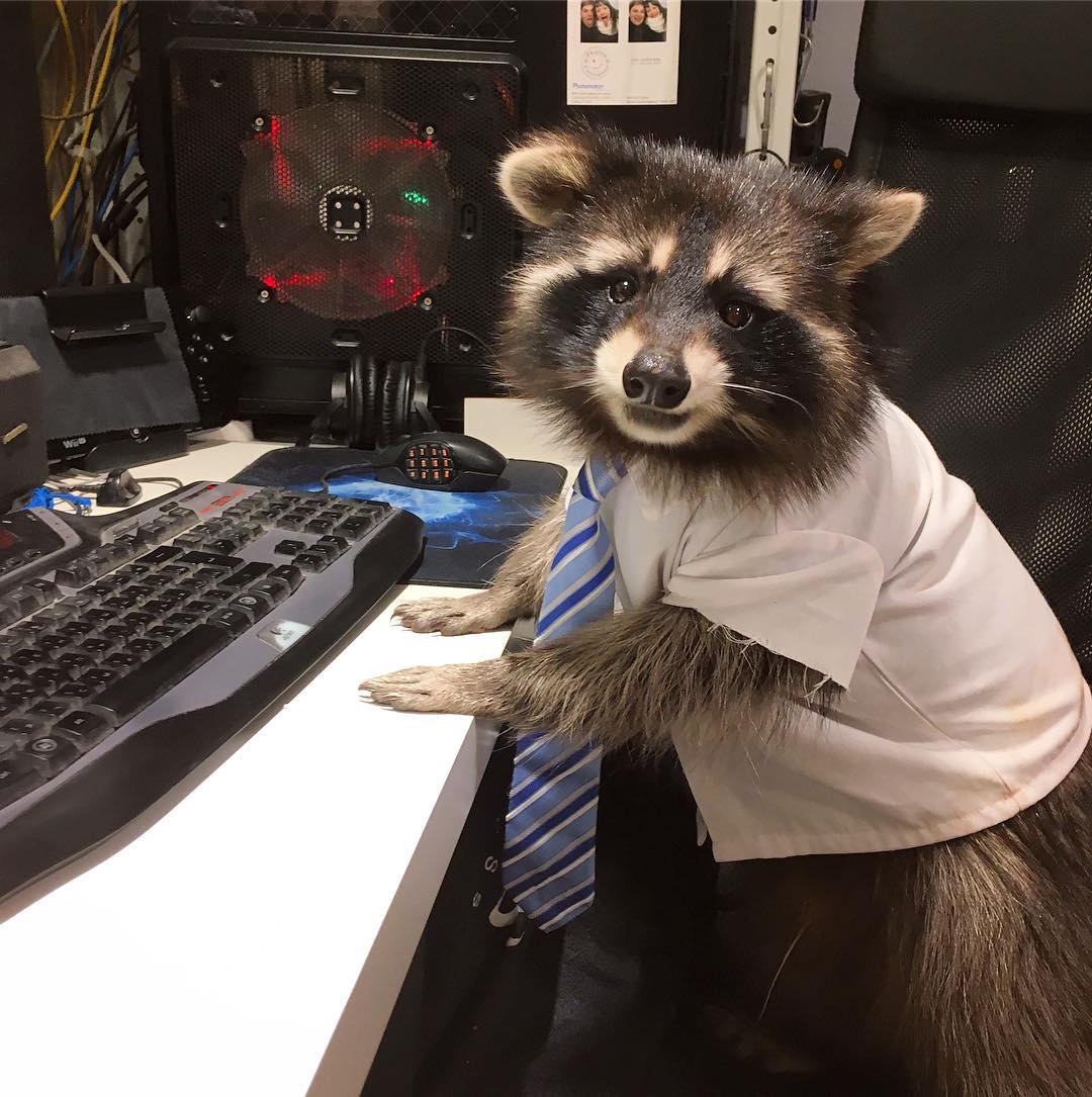 Racoon minding his business